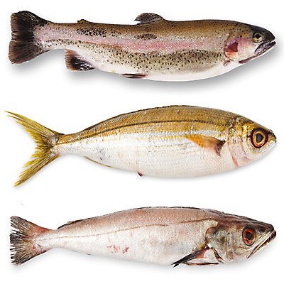 포토 JPG 해외이미지 음식 바다 백그라운드 컨셉 다이어트 재료 건강 종류 어류 사람없음 힘 수확 흰색 신선 그룹 시장 지중해 참치 해산물 연어 모음 고등어 예시 정교 해외202004 해외포토 컬러 농업 한글 수중동물 파일형식