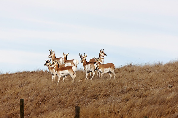 포토 JPG 해외이미지 동물 응시 야생동물 포유류 자연 사슴 뿔 초원 사람없음 야외 시골 다발 영양 암사슴 해외202004 해외포토 시선 암컷 생태계 파일형식