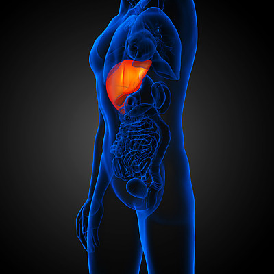 포토 JPG 해외이미지 해부 사람 사람없음 오르간 신장 간 방광 췌장 지라 해외202004 해외포토 의학 장기_의학 건반악기 비뇨기관 파일형식