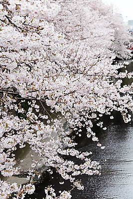 포토 JPG 해외이미지 꽃잎 사람없음 야외 봄 벚꽃 해외202004 해외포토 계절 꽃 파일형식