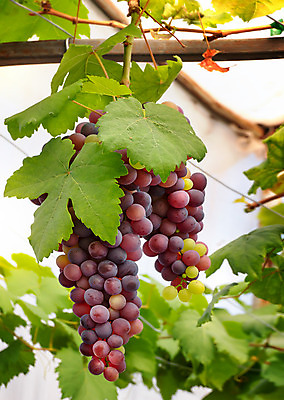 포토 JPG 해외이미지 음식 백그라운드 잎 밭 농업 과일 태국 자연 포도 디저트 사람없음 초록색 여름 농장 정원 주스 수확 가을 나뭇가지 신선 그룹 달콤 큼 다발 포도밭 포도나무 숙성 해외202004 해외포토 나무 식물 계절 산업 아시아 음료 컬러 맛 크기 과일나무 생태계 파일형식