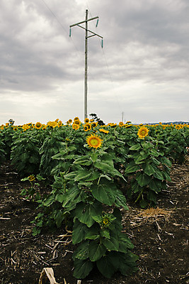 포토 JPG 해외이미지 식물 꽃잎 밭 자연 하늘 해바라기 사람없음 야외 초록색 노란색 호주 해외202004 해외포토 꽃 컬러 농업 오세아니아 생태계 파일형식