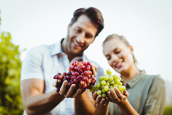 포토 JPG 해외이미지 커플 여자 남자 행복 하늘 포도 들기 상반신 성인 두명 앞모습 부모 농장 수확 풀잎 포도밭 성인만 해외포토 감정 뷰포인트 잎 밭 농업 과일 가족 관계 모션 사람 풀_식물 파일형식