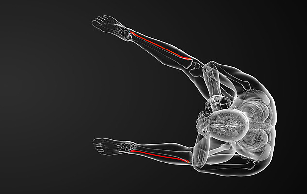 포토 JPG 해외이미지 부분 뼈 골격 엑스레이 건강 사람 사람없음 3D 해외202004 해외포토 의학 디지털합성 파일형식