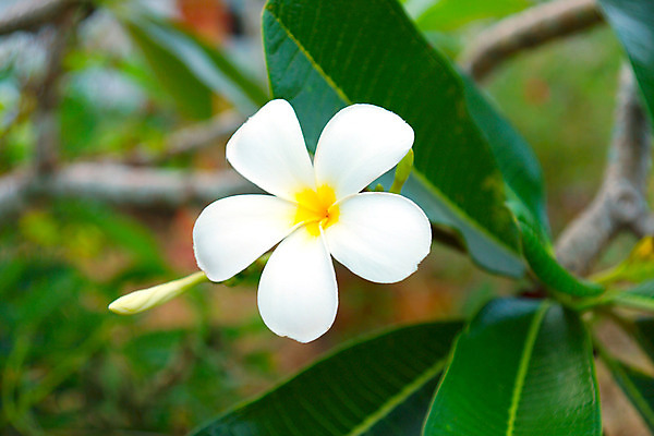 포토 JPG 해외이미지 식물 디자인 공원 꽃잎 꽃 분홍색 백그라운드 꽃무늬 태국 자연 휴식 사람없음 빨간색 정원 벚꽃 흰색 신용카드 개화 향수 오브젝트 싱글 하와이 냄새 발리 초대 태평양 라오스 악취 남쪽 고립 아열대 엘리먼트 이국적 알로하 해외202004 해외포토 공공시설 아시아 바다 컬러 섬 컨셉 무늬 금융 미국 화장품 인사 방향 생태계 인도네시아 파일형식