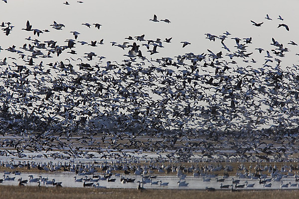 포토 JPG 해외이미지 나무 야생동물 캐나다 북아메리카 겨울 날개 자연 조류 하늘 휴식 사람없음 야외 봄 가을 흰색 그룹 사냥 거위 물새 해외202004 해외포토 식물 동물 계절 컬러 컨셉 아메리카 생태계 파일형식