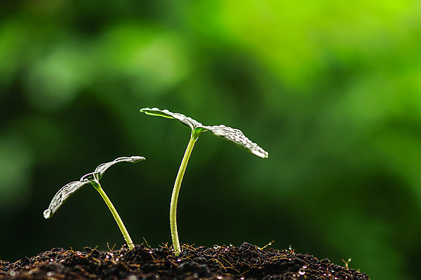 포토 JPG 해외이미지 나무 식물 계절 줄기 컨셉 잎 2 농업 채소 자연 새로움 씨앗 사람없음 초록색 물 여름 농장 새싹 환경 정원 흙 봄 성장 신선 그룹 작음 땅 원예 뿌리 먼지 땅바닥 모종 생태학 처음 세련 해외202004 해외포토 자연요소 교육 산업 컬러 바닥 취미 크기 생태계 파일형식