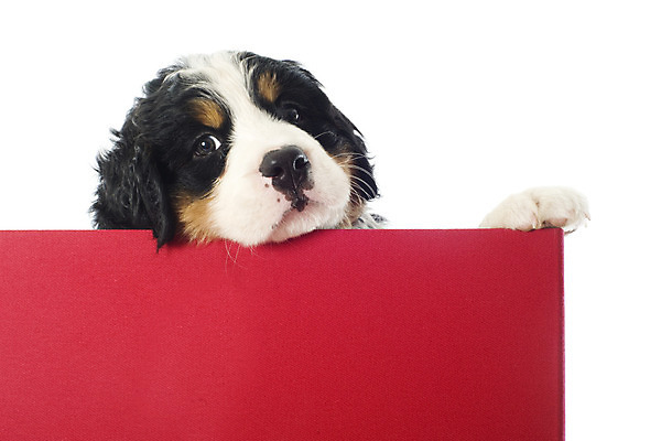 포토 JPG 해외이미지 동물 응시 컨셉 크리스마스 실내 사람없음 빨간색 반려동물 상자 머리 개 강아지 흰배경 이벤트의상 송곳니 삼색 해외202004 해외포토 시선 옷 기념일 컬러 백그라운드 포유류 내부 신체부위 흰색 치아 파일형식