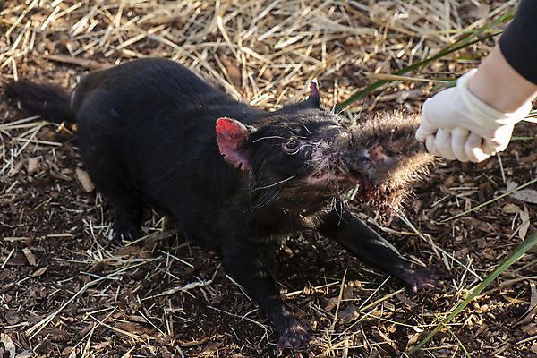포토 JPG 해외이미지 동물 사람없음 호주 주머니곰 해외202004 해외포토 포유류 오세아니아 파일형식