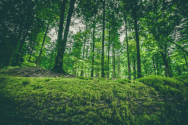 포토 JPG 해외이미지 나무 식물 공원 백그라운드 잎 자국 자연 표면 추상 이끼 미술 풍경 사람없음 야외 목재 가로 초록색 여름 갈색 환경 봄 활발 하이킹 젖음 성장 황무지 닫기 떨어짐 숲 열대우림 묘사 만족 질감 통나무 먼지 나무껍질 내추럴 수목 해외202004 해외포토 계절 공공시설 감정 컬러 컨셉 무늬 재료 모션 레저 문화예술 껍질 생태계 파일형식