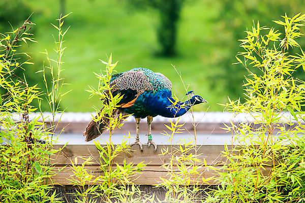포토 JPG 해외이미지 동물 척추동물 공원 남자 야생동물 포즈 백그라운드 자연 조류 왕관 성인 사람없음 야외 옆모습 세로 초록색 파란색 머리 정원 전시 활발 우아함 공작 인도인 깃털 꼬리 부리 내추럴 동물상 해외202004 해외포토 외국인 공공시설 뷰포인트 컬러 컨셉 사람 동양인 신체부위 조형물 생태계 파일형식