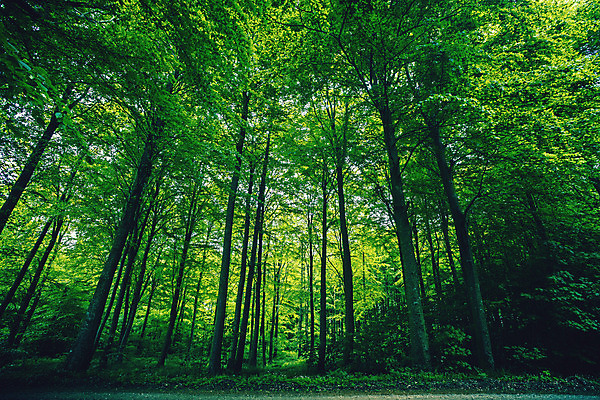 포토 JPG 해외이미지 나무 식물 계절 공원 선 백그라운드 잎 자연 하늘 이끼 풍경 사람없음 야외 목재 초록색 여름 파란색 햇빛 평화 환경 맑음 봄 성장 나뭇가지 시골 신선 소나무 숲 큼 장면 내추럴 깊이 삼림지대 해외202004 해외포토 공공시설 컬러 컨셉 재료 날씨 빛 크기 생태계 파일형식