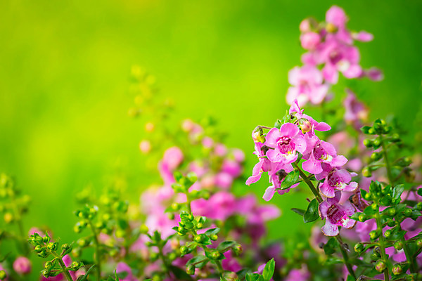 포토 JPG 해외이미지 식물 모델 디자인 계절 꽃잎 꽃 분홍색 꽃다발 백그라운드 꽃무늬 패턴 오렌지 자연 선물 사람없음 빨간색 초록색 컬러풀 노란색 보라색 봄 성장 벚꽃 흰색 신선 질감 만들기 내추럴 거짓 고립 인공 해외202004 해외포토 컬러 무늬 과일 모션 생태계 파일형식