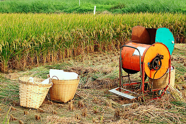 포토 JPG 해외이미지 농업 자연 사람 사람없음 야외 농작물 농장 농경지 수확 추수 가을 작업 농부 트랙터 밀짚 논밭 해외202004 해외포토 직업 계절 산업 밭 논 짚 농기계 생태계 특수차량 파일형식