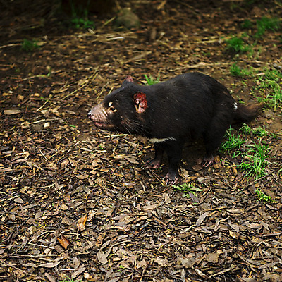포토 JPG 해외이미지 동물 사람없음 호주 주머니곰 해외202004 해외포토 포유류 오세아니아 파일형식