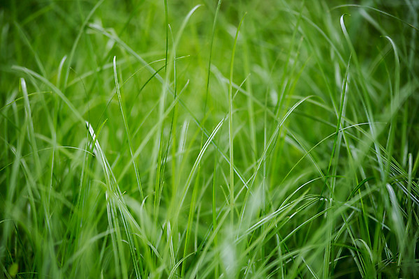 포토 JPG 해외이미지 식물 계절 백그라운드 밭 자연 추상 잔디 사람없음 초록색 정원 봄 성장 신선 블러 해외202004 해외포토 컬러 무늬 농업 생태계 파일형식