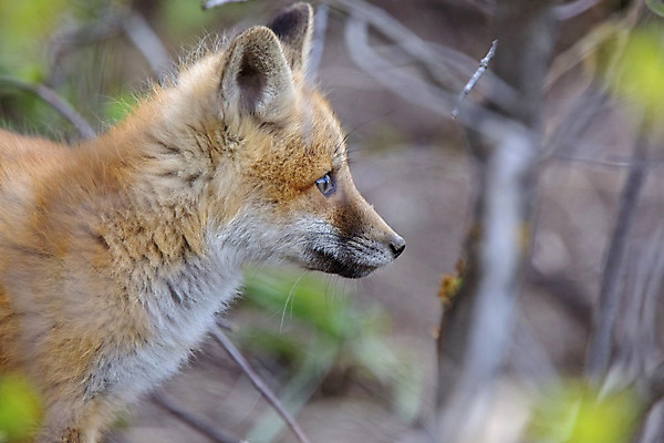 포토 JPG 해외이미지 주간 한마리 야생동물 사람없음 야외 아웃포커스 여우 해외202004 해외포토 자연요소 동물 1 포유류 촬영기법 파일형식