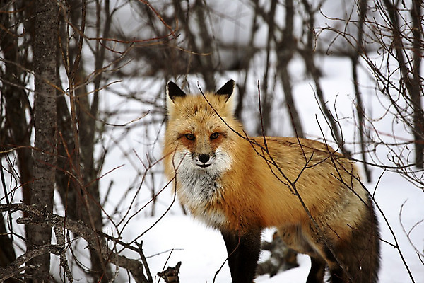 포토 JPG 해외이미지 주간 나무 한마리 응시 야생동물 사람없음 야외 눈 여우 해외202004 해외포토 자연요소 식물 동물 1 시선 포유류 날씨 파일형식