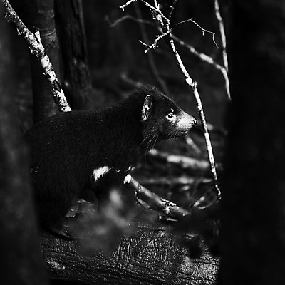 포토 JPG 해외이미지 동물 사람없음 호주 주머니곰 해외202004 해외포토 포유류 오세아니아 파일형식