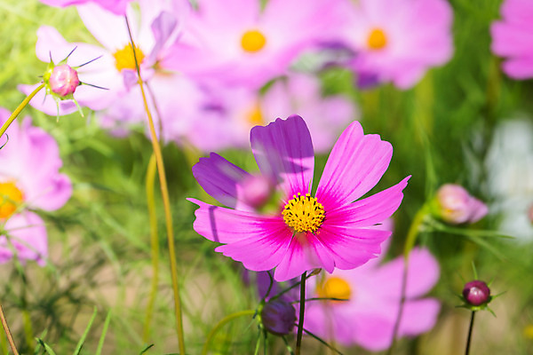 포토 JPG 해외이미지 식물 디자인 계절 꽃잎 꽃 분홍색 꽃다발 백그라운드 꽃무늬 패턴 자연 사람없음 초록색 컬러풀 보라색 봄 성장 벚꽃 신선 질감 만들기 내추럴 해외202004 해외포토 컬러 무늬 모션 생태계 파일형식