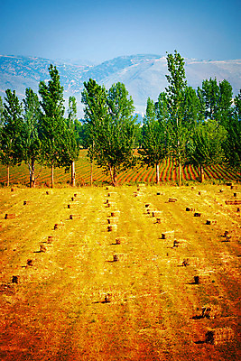 포토 JPG 해외이미지 나무 식물 계절 밭 농업 자연 하늘 산 건조 풍경 초원 사람없음 야외 농작물 농장 농경지 노란색 쌓기 맑음 수확 가을 시골 황금 건초더미 볏짚 낟알 땅 시리얼 밀 보리 롤 장면 밀짚 볏집 호밀 해외202004 해외포토 산업 음식 컬러 모션 날씨 곡류 건초 짚 생태계 파일형식 더미