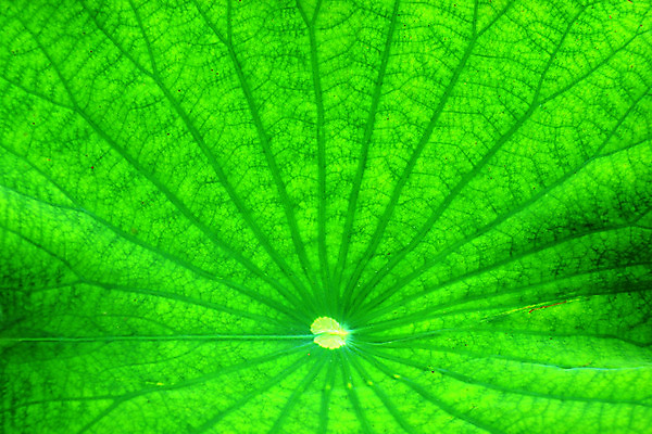 포토 JPG 해외이미지 식물 꽃잎 꽃 선 분홍색 꽃무늬 자연 따뜻함 연꽃 사람없음 야외 여름 햇빛 평화 침묵 봄 벚꽃 우아함 대만 해외202004 해외포토 계절 아시아 컬러 컨셉 무늬 빛 소리 생태계 파일형식