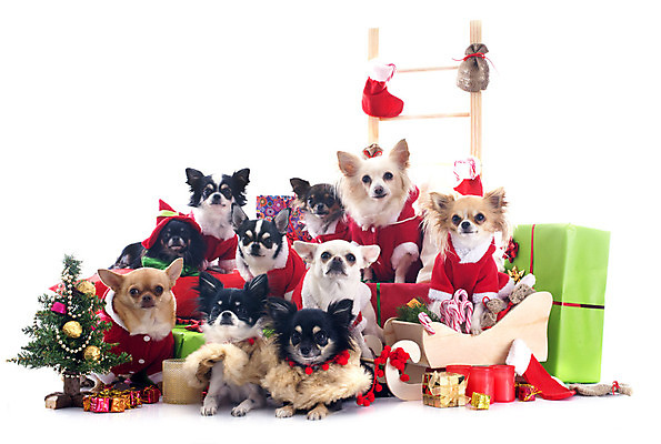 포토 JPG 해외이미지 계절 컨셉 크리스마스 여러마리 장난 산타옷 새해 사탕 선물 사람없음 장식 빨간색 반려동물 크리스마스트리 그룹 유머 개 강아지 12월 썰매 치와와 이벤트의상 해외202004 해외포토 동물 옷 기념일 감정 컬러 다수 포유류 디저트 날짜 파일형식