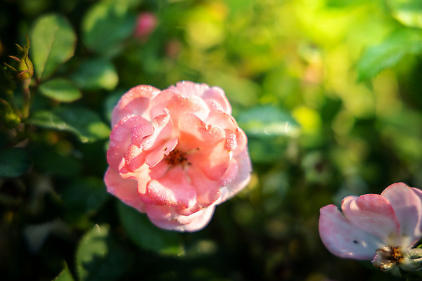 포토 JPG 해외이미지 식물 꽃잎 꽃 줄기 분홍색 잎 꽃무늬 자연 발렌타인데이 사람없음 야외 초록색 햇빛 장미 정원 벚꽃 내추럴 해외202004 해외포토 컬러 무늬 데이이벤트 태양 생태계 파일형식