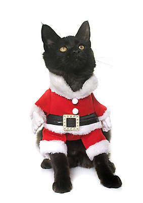 포토 JPG 해외이미지 동물 응시 컨셉 크리스마스 산타옷 사람없음 반려동물 검은색 고양이 코트 유머 흰배경 이벤트의상 해외202004 해외포토 시선 옷 기념일 감정 컬러 백그라운드 포유류 외투 흰색 파일형식