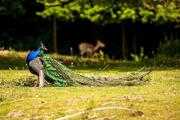 포토 JPG 해외이미지 동물 척추동물 공원 남자 야생동물 포즈 백그라운드 자연 조류 왕관 성인 사람없음 야외 옆모습 세로 초록색 파란색 머리 정원 전시 활발 우아함 공작 인도인 깃털 꼬리 부리 내추럴 동물상 해외202004 해외포토 외국인 공공시설 뷰포인트 컬러 컨셉 사람 동양인 신체부위 조형물 생태계 파일형식