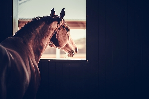 포토 JPG 해외이미지 동물 백인 남자 농업 포유류 사람없음 농장 만지기 승마 코 외양간 기르기 돌봄 해외202004 해외포토 서양인 산업 스포츠 모션 사람 신체부위 파일형식