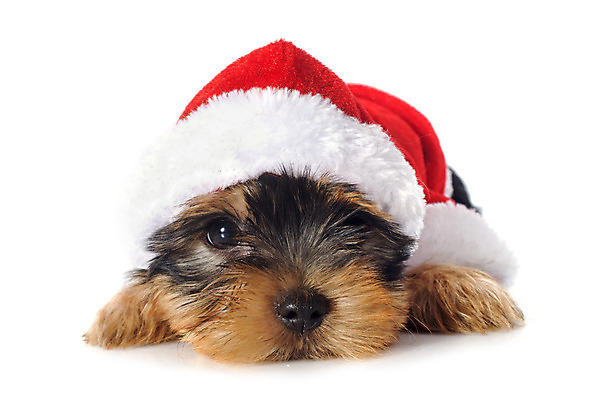 포토 JPG 해외이미지 동물 컨셉 크리스마스 털 근접촬영 사람없음 빨간색 반려동물 눕기 코트 잠 개 강아지 요크셔테리어 테리어 흰배경 이벤트의상 해외202004 해외포토 옷 기념일 뷰포인트 컬러 백그라운드 포유류 모션 외투 흰색 파일형식