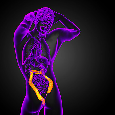 포토 JPG 해외이미지 해부 건강 사람 사람없음 고통 오르간 신장 간 방광 췌장 지라 해외202004 해외포토 감정 의학 장기_의학 건반악기 비뇨기관 파일형식