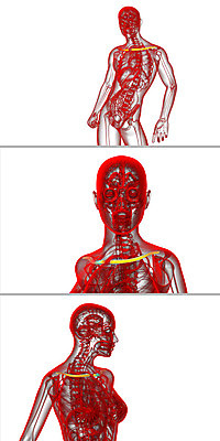 포토 JPG 해외이미지 해부 뼈 골격 사람없음 3D 가슴 척추 어깨 새장 몸통 갈비뼈 궤 해외202004 해외포토 의학 신체부위 디지털합성 케이지 파일형식