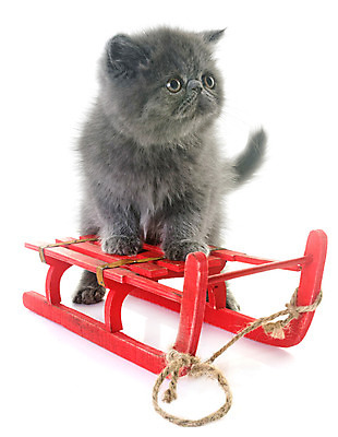 포토 JPG 해외이미지 동물 컨셉 크리스마스 사람없음 반려동물 고양이 회색 흰배경 썰매 얼룩무늬 이벤트의상 해외202004 해외포토 옷 기념일 컬러 백그라운드 무늬 포유류 흰색 파일형식