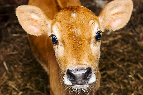 포토 JPG 해외이미지 동물 1 영어 응시 남자 얼굴 밭 농업 포유류 서기 사람없음 초록색 반려동물 운동 농장 갈색 가축 봄 목장 소고기 흰색 시골 표현 아기 소 개 선탠 방목 호기심 황소 점수 송아지 고립 저지 목가 해외202004 해외포토 문자 시선 계절 감정 산업 새끼 컬러 컨셉 모션 건강 육류 사람 신체부위 축산업 파일형식