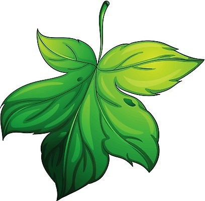EPS 해외이미지 식물 1 클리핑패스 단풍 잎 일러스트 자연 그래픽 초록색 빛 환경 공백 보호 스케치 오브젝트 싱글 흰배경 그림 고립 광합성 엘리먼트 해외202004 해외일러스트 컬러 백그라운드 컨셉 미술 흰색 생태계 파일형식 벡터 문화예술