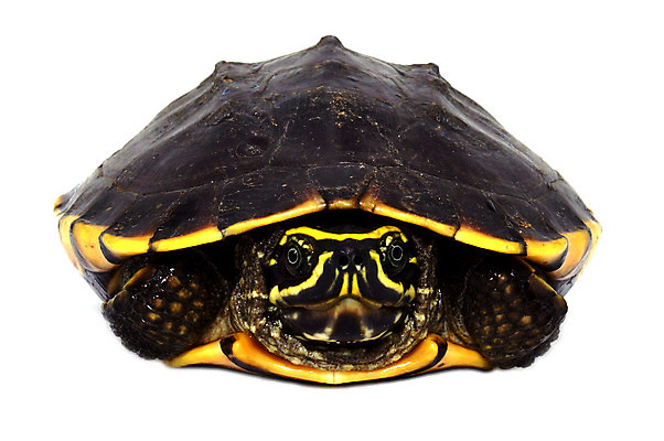 포토 JPG 해외이미지 동물 척추동물 1 야생동물 파충류 청소년 자연 생물 사람없음 야외 반려동물 환경 산책 껍질 흰색 거북이 속도 싱글 생물학 느림 내추럴 기어가기 고립 등딱지 생태학 해외202004 해외포토 교육 컬러 모션 휴식 사람 생태계 파일형식