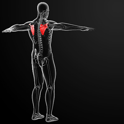 포토 JPG 해외이미지 모양 1 남자 과학 신체 일러스트 해부 뼈 골격 기술 엑스레이 건강 병원 사람 성인 사람없음 빨간색 파란색 약 고통 시험 투명 가슴 강의 사건 척추 어깨 그림 생물학 새장 목 몸통 갈비뼈 골절 광 궤 부정적 염증 해외202004 해외포토 교육 감정 컬러 의학 신체부위 질병 케이지 파일형식