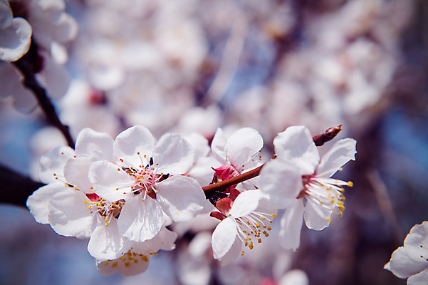 포토 JPG 해외이미지 근접촬영 사람없음 아웃포커스 봄 벚꽃 해외202004 해외포토 계절 꽃 뷰포인트 촬영기법 파일형식