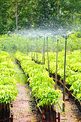 포토 JPG 해외이미지 나무 식물 산업 아시아 잎 농업 태국 사람없음 야외 성장 고무 모종 스프링쿨러 해외202004 해외포토 나라 파일형식
