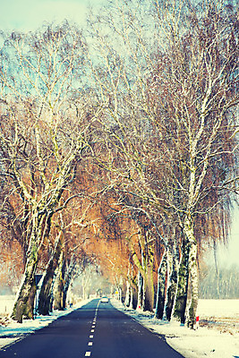 포토 JPG 해외이미지 나무 계절 도로 길 여행 크리스마스 겨울 패턴 교통시설 자연 하늘 날씨 산 거리 풍경 사람없음 야외 파란색 빛 냉동 얼음 운전 차도 추위 자유 안개 흰색 시골 고속도로 숲 아스팔트 12월 서리 장면 북쪽 벌거벗은 줄서기 눈내림 수평선 겨울풍경 해외202004 무례 해외포토 자연요소 식물 기념일 컬러 교통 컨셉 무늬 모션 눈_날씨 날짜 방향 시설 생태계 파일형식