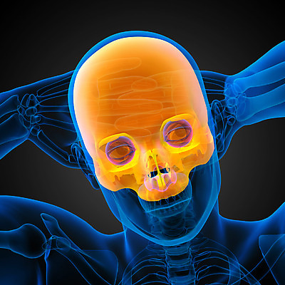 포토 JPG 해외이미지 얼굴 해부 뼈 골격 사람 사람없음 머리 어둠 죽음 턱 해골모형 해외202004 해외포토 의학 신체부위 모형 파일형식