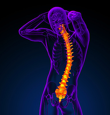 포토 JPG 해외이미지 해부 뼈 골격 사람없음 척추 요통 해외202004 해외포토 의학 허리통증 파일형식