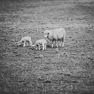 포토 JPG 해외이미지 동물 농업 사람없음 농장 가축 시골 양 호주 양고기 양모 기르기 해외202004 해외포토 산업 포유류 육류 직물 오세아니아 돌봄 파일형식