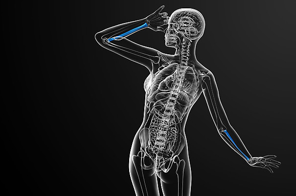 포토 JPG 해외이미지 과학 해부 뼈 골격 사람없음 약 팔 해외202004 해외포토 의학 신체부위 파일형식