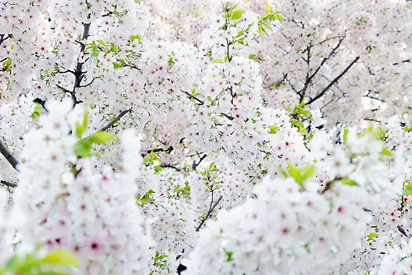 포토 JPG 해외이미지 사람없음 야외 봄 벚꽃 해외202004 해외포토 계절 꽃 파일형식