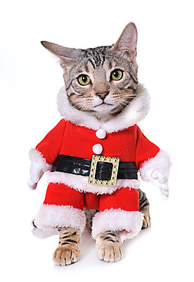 포토 JPG 해외이미지 동물 컨셉 크리스마스 산타옷 사람없음 빨간색 반려동물 고양이 회색 코트 은색 흰배경 이벤트의상 해외202004 해외포토 옷 기념일 컬러 백그라운드 포유류 외투 흰색 파일형식
