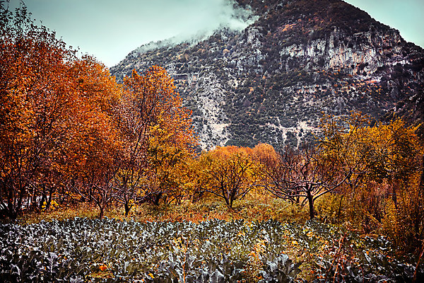포토 JPG 해외이미지 나무 식물 계절 공원 여행 단풍 잎 오렌지 자연 아침 산 풍경 사람없음 야외 노란색 평화 환경 계곡 놀람 안개 가을 시골 황금 숲 그림 장면 내추럴 해외202004 해외포토 주간 공공시설 감정 컬러 컨셉 과일 날씨 표정 생태계 파일형식