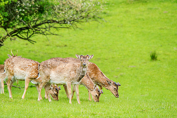 포토 JPG 해외이미지 나무 동물 응시 계절 여자 남자 야생동물 컨셉 잎 포유류 자연 털 뿔 사람없음 야외 초록색 컬러풀 갈색 환경 달러 힘 활발 코트 가을 황무지 숲 바퀴자국 꼬리 귀 조심 지휘 서식지 내추럴 삼림지대 신중 아기사슴 암사슴 웅장함 해외202004 해외포토 식물 시선 새끼 컬러 돈 자국 사슴 사람 신체부위 외투 암컷 생태계 파일형식